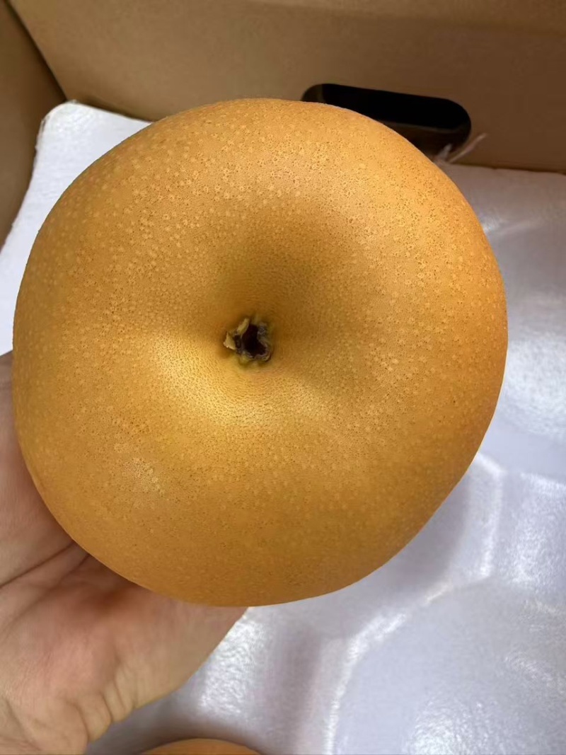 山东莱阳秋月梨产地直发质量保证代发全国可视频看货
