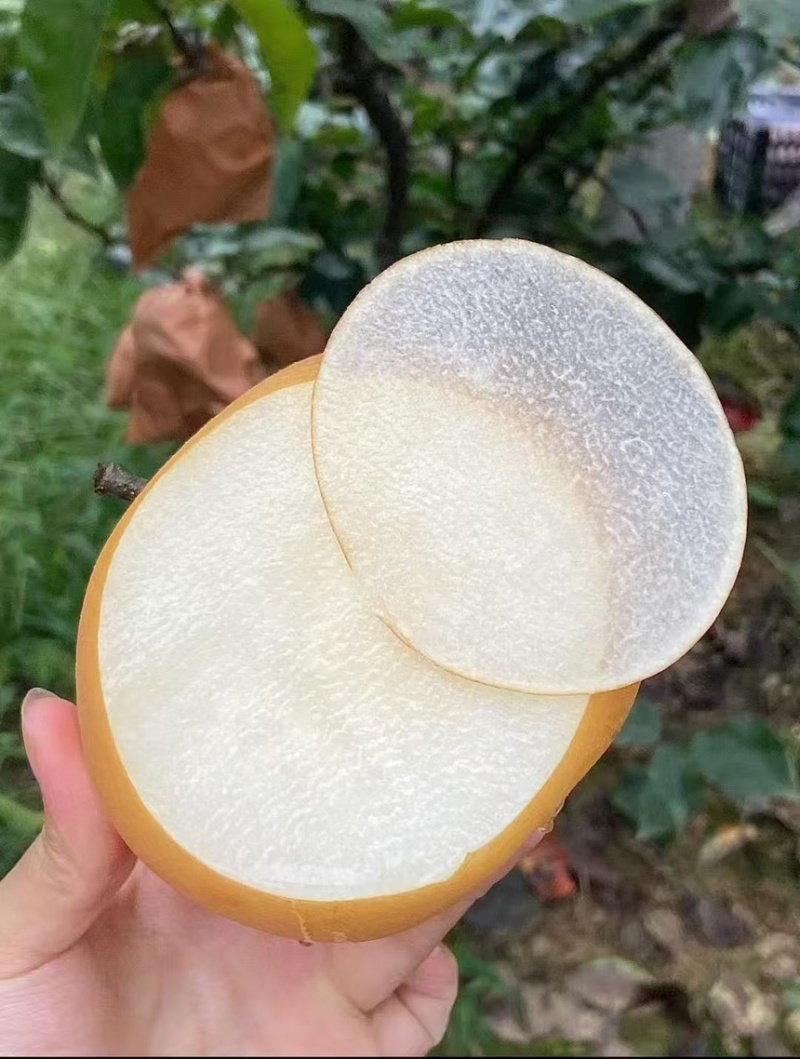 山东莱阳秋月梨产地直发质量保证代发全国可视频看货