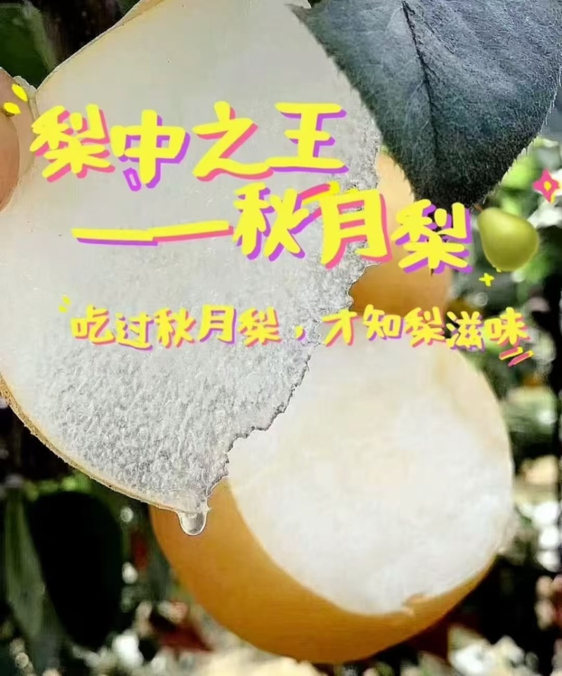 山东莱阳秋月梨产地直发质量保证代发全国可视频看货