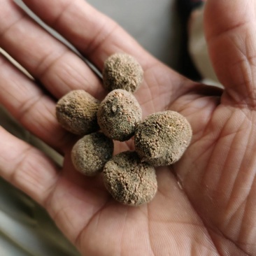 楮实子，楮树桃常年购销有买有卖的都可以联系
