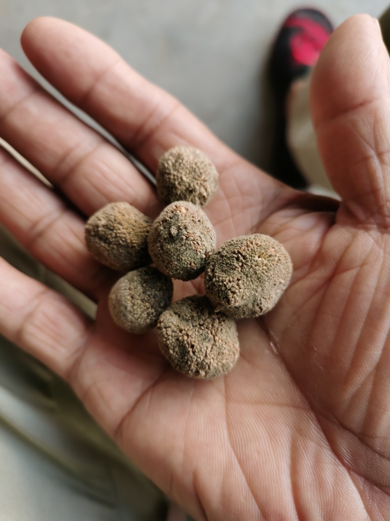 楮实子，楮树桃常年购销有买有卖的都可以联系