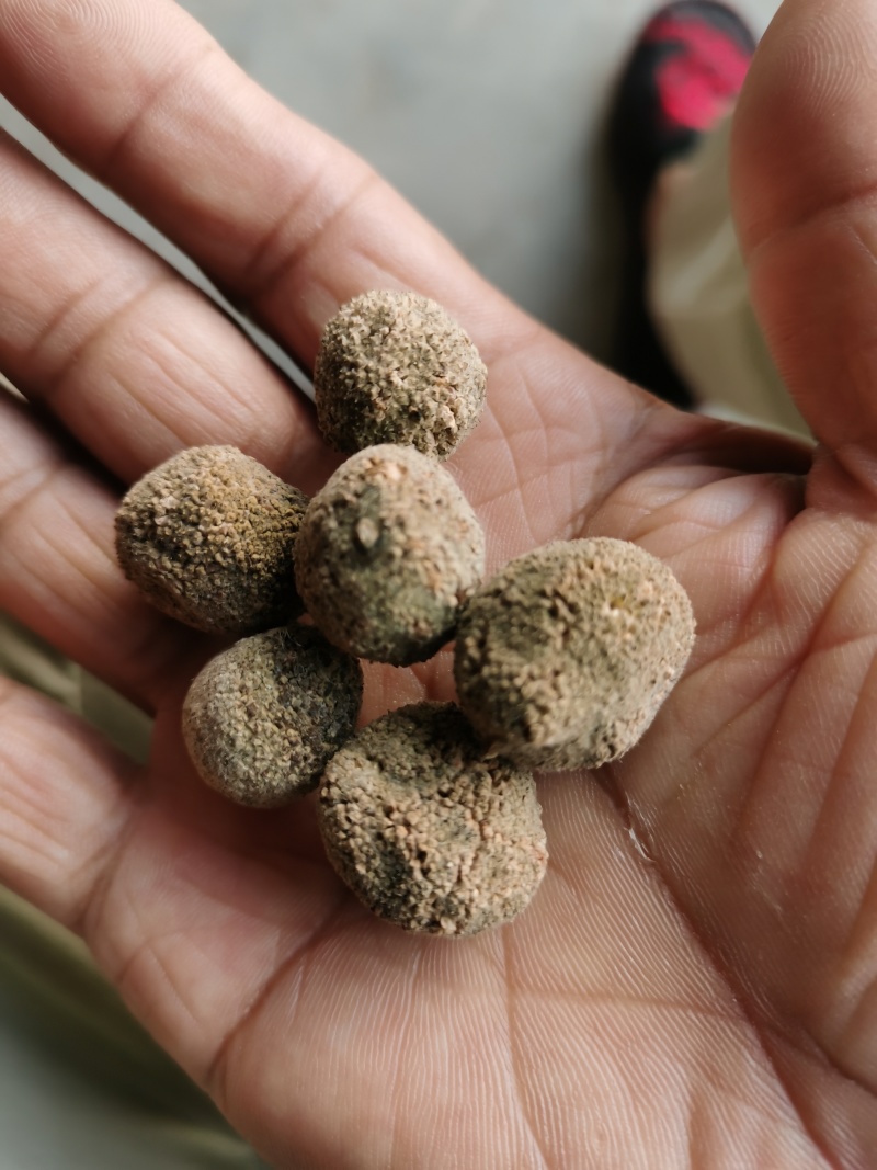 楮实子，楮树桃常年购销有买有卖的都可以联系