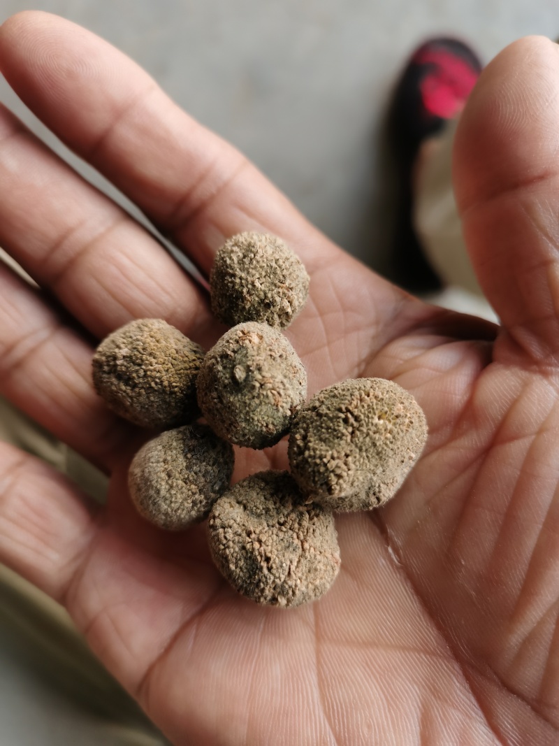 楮实子，楮树桃常年购销有买有卖的都可以联系
