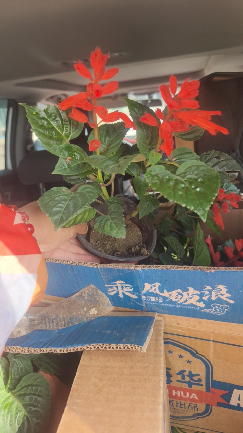一串红