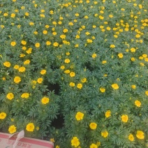 孔雀草