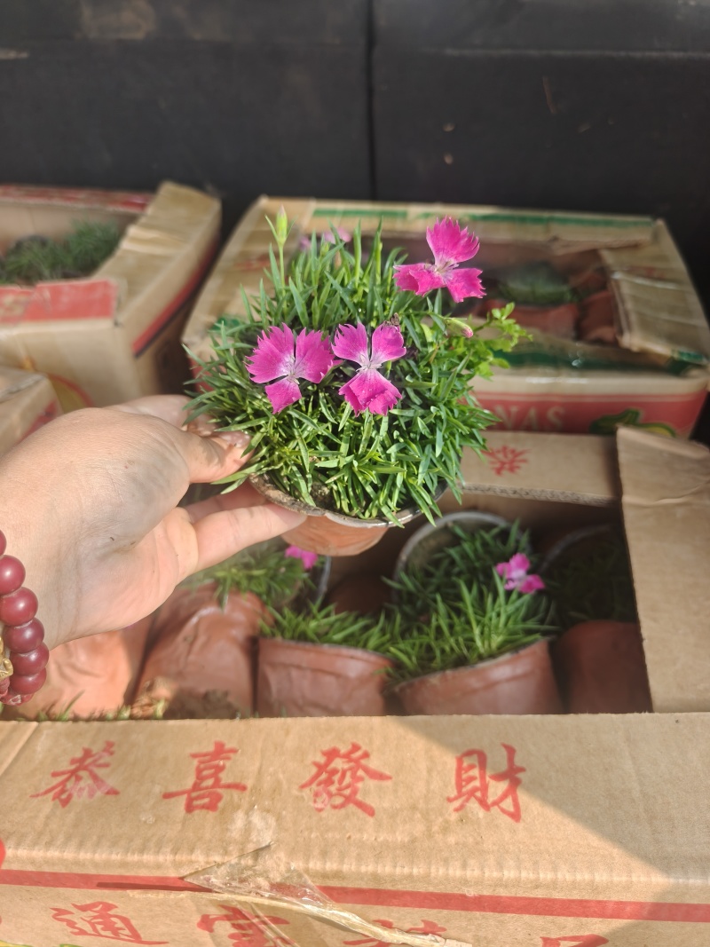 欧石竹