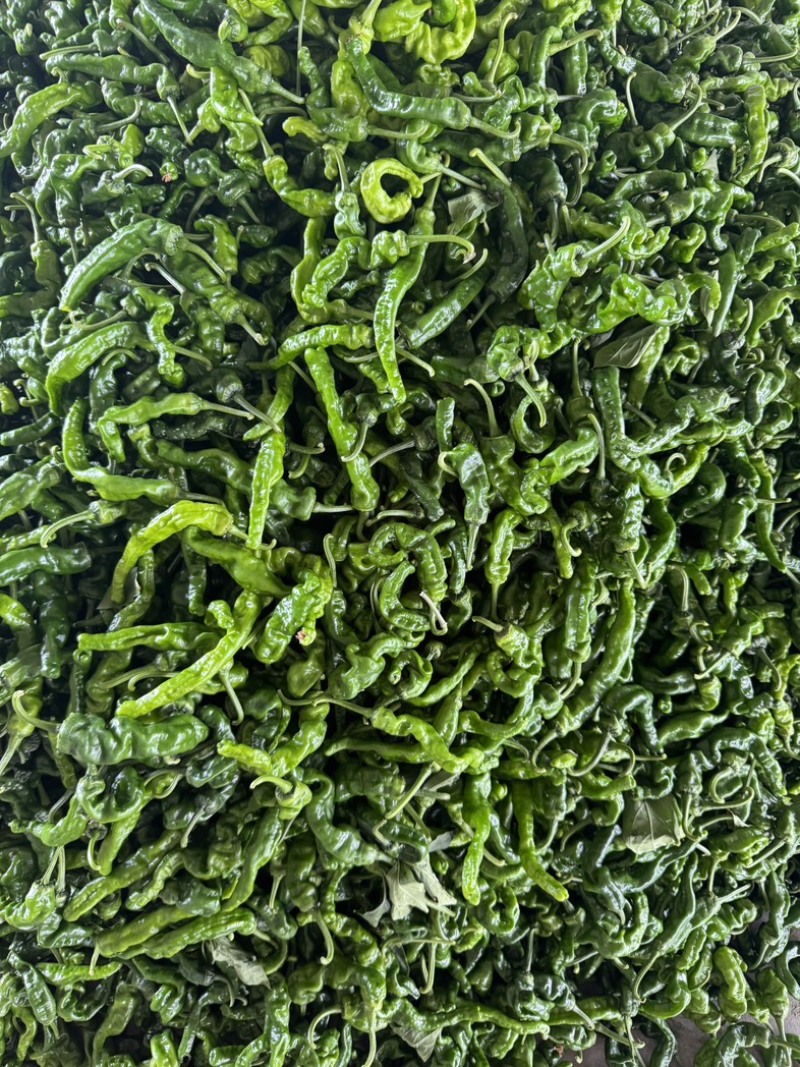 精品小皱皮大量上市商超直供，市场直供，量大从优，欢迎选购