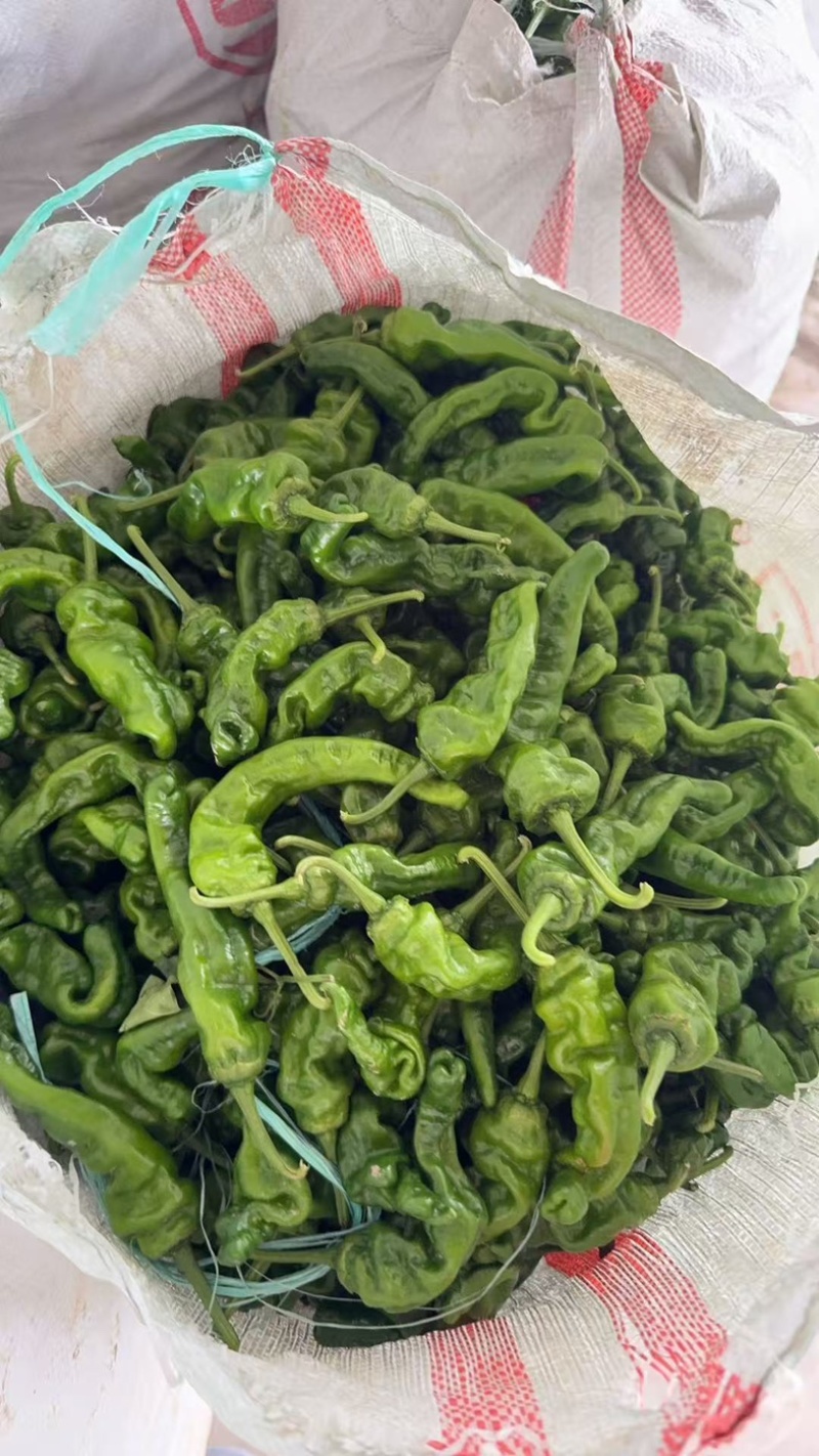 精品小皱皮大量上市商超直供，市场直供，量大从优，欢迎选购