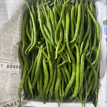 精品青线上市商超直供，大量上市，品质优选。