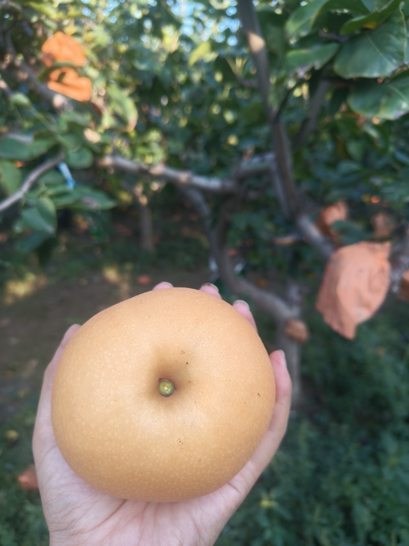 画渣良好，糖度13-15，电话，***********