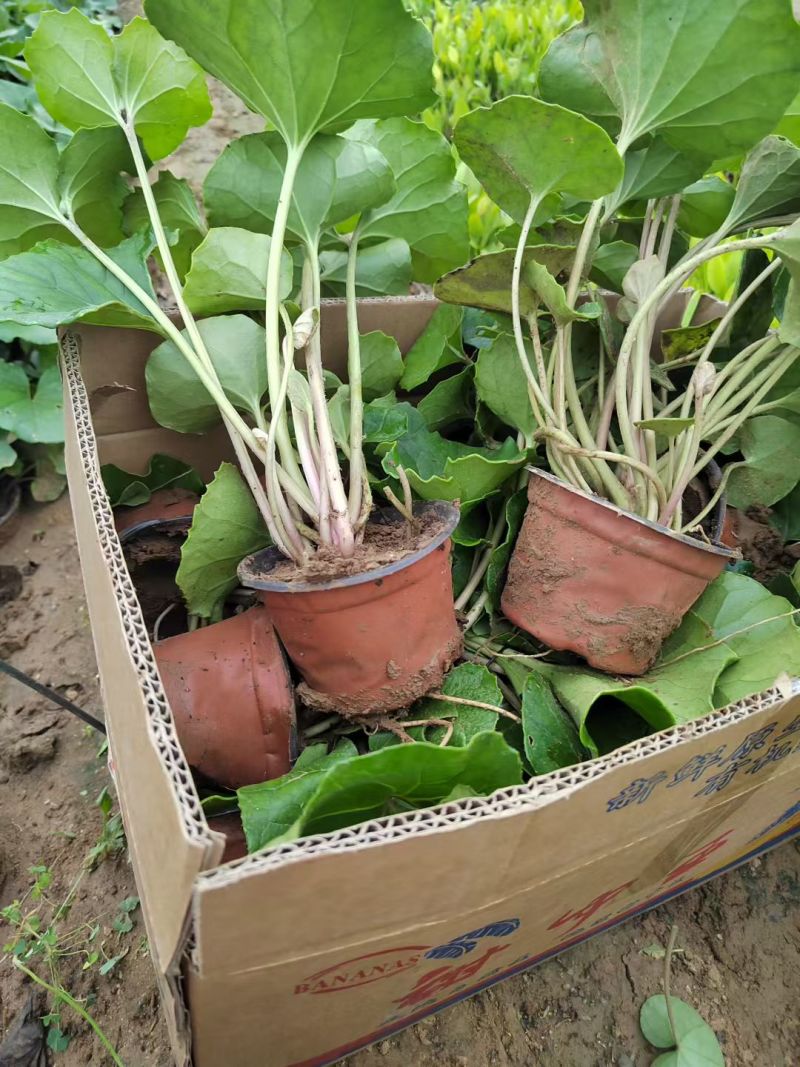 大吴风草