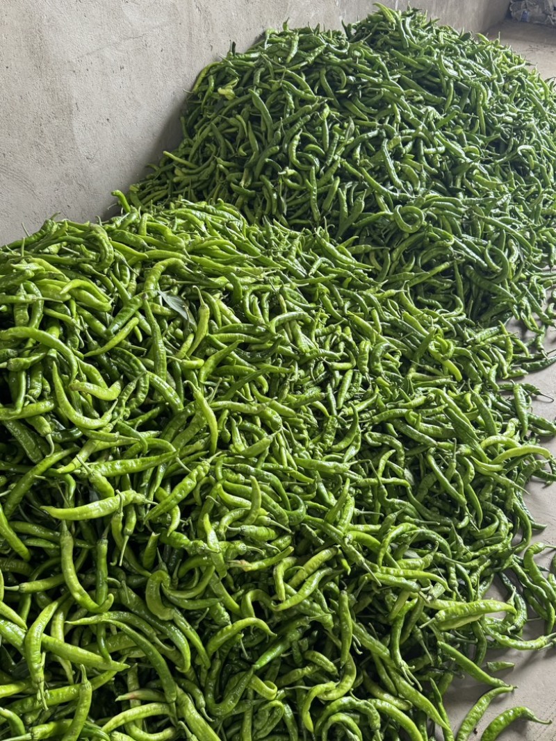 精品55号上市商超直供量大重优品质优选。发货迅速，