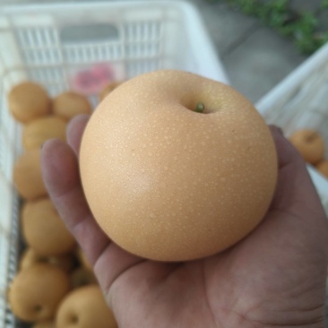 画渣良好，糖度13-15，电话，***********