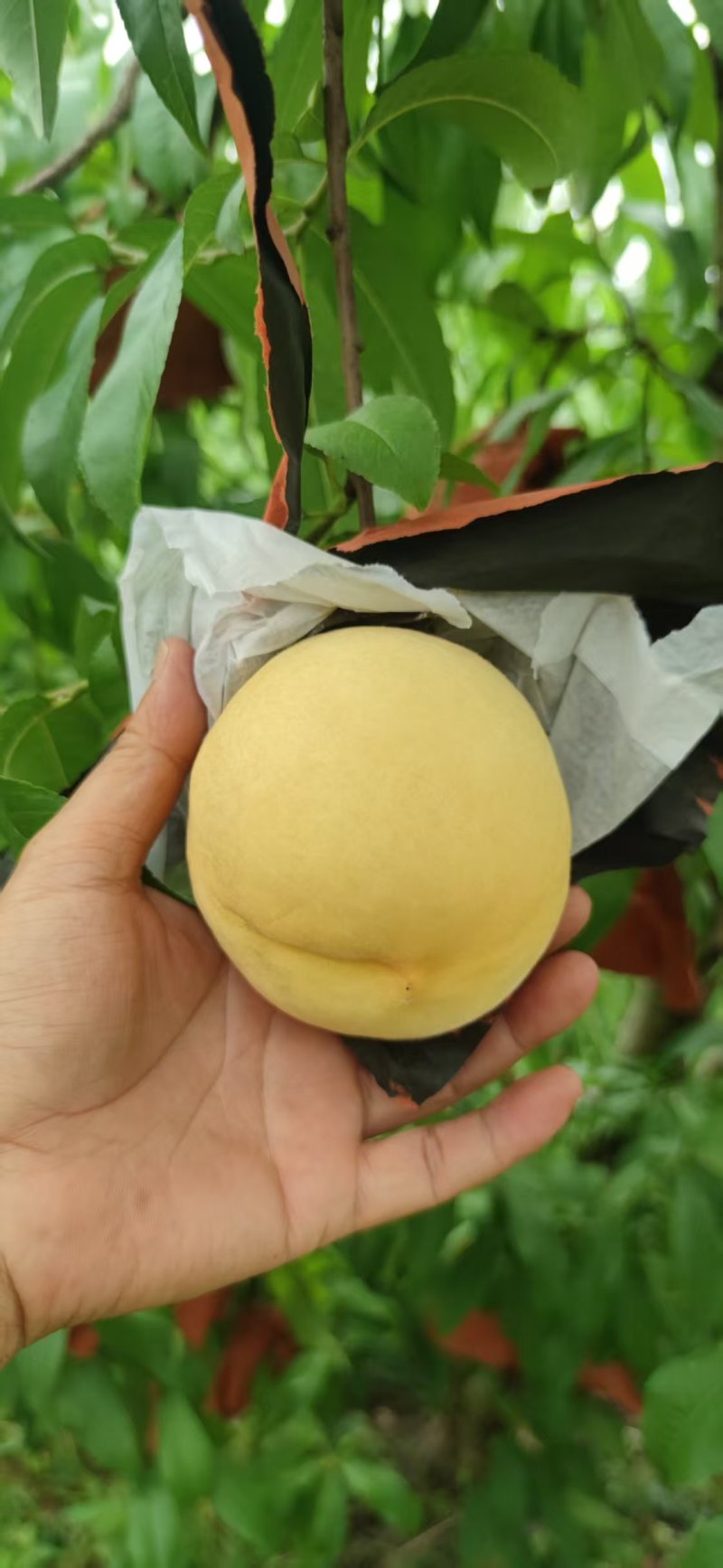 金秋红密上市中