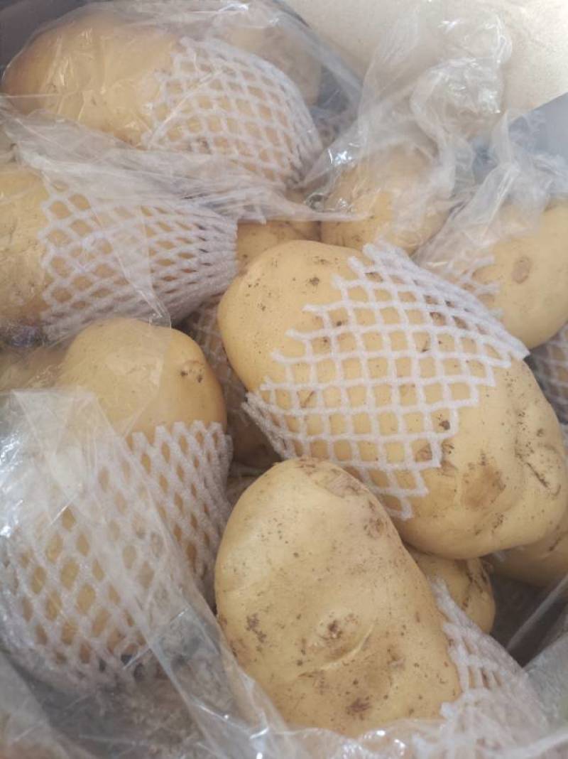大量土豆出售