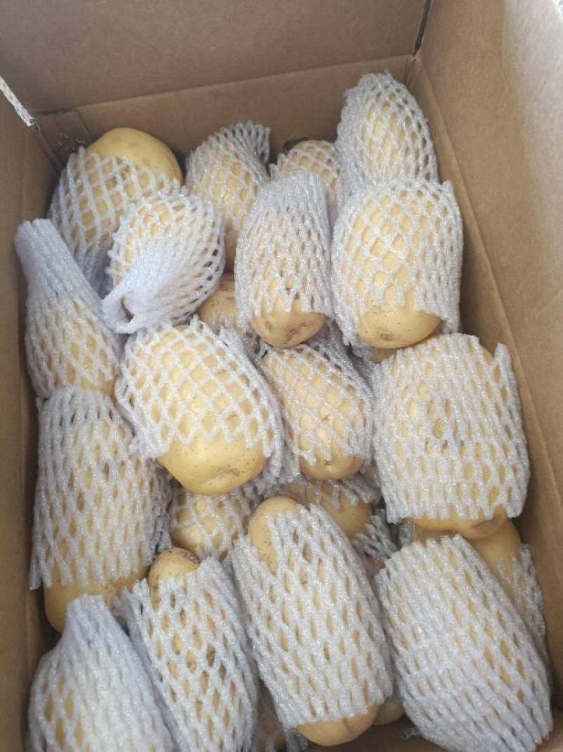 大量土豆出售