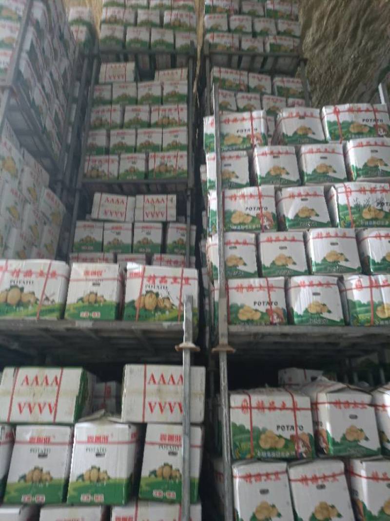 大量土豆出售
