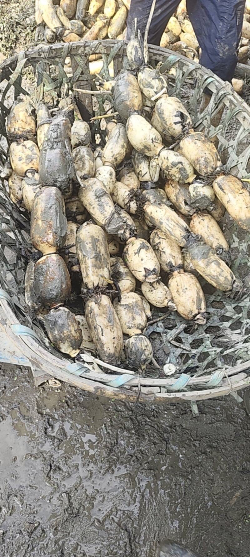 阜南精品货藕白条形好。好，品质好，质量好。可以视频看货
