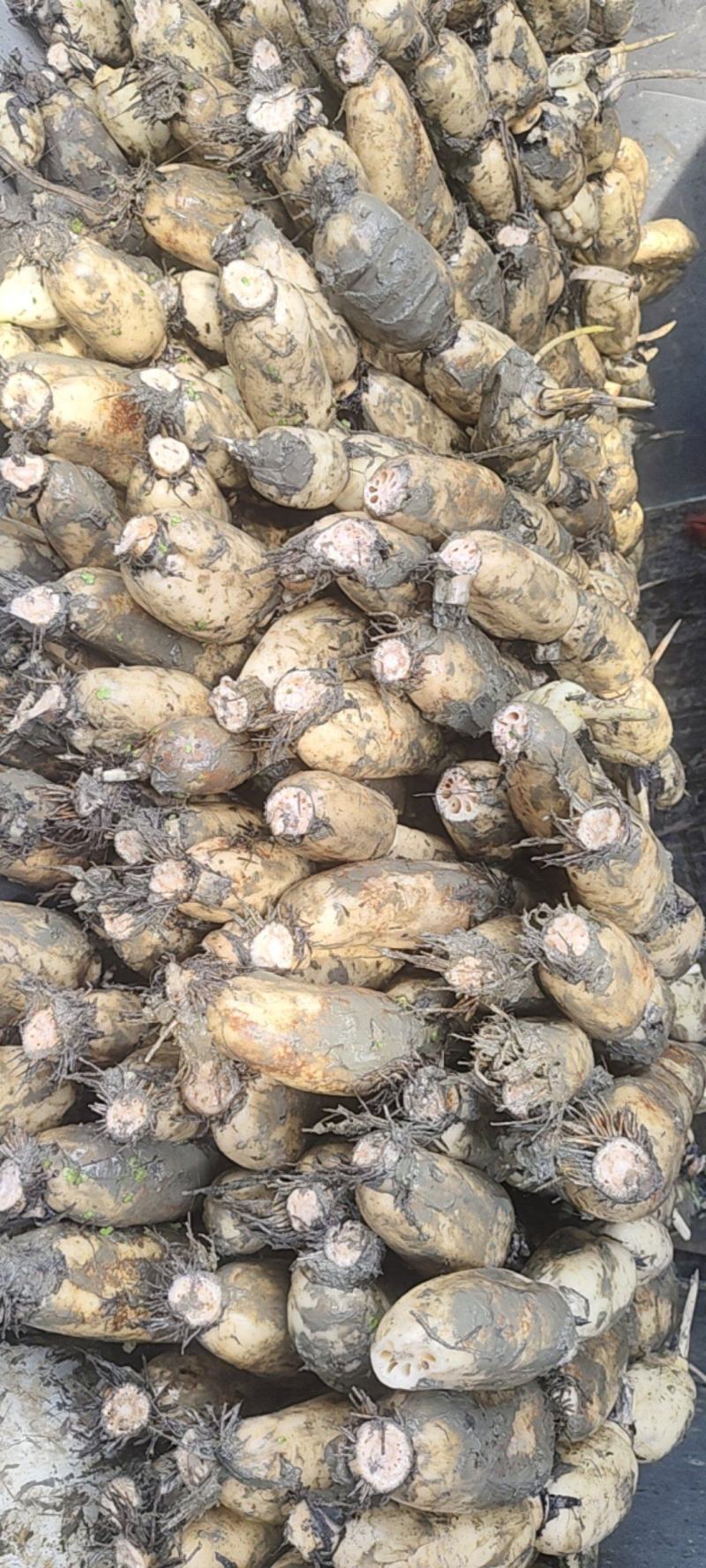 阜南精品货藕白条形好。好，品质好，质量好。可以视频看货