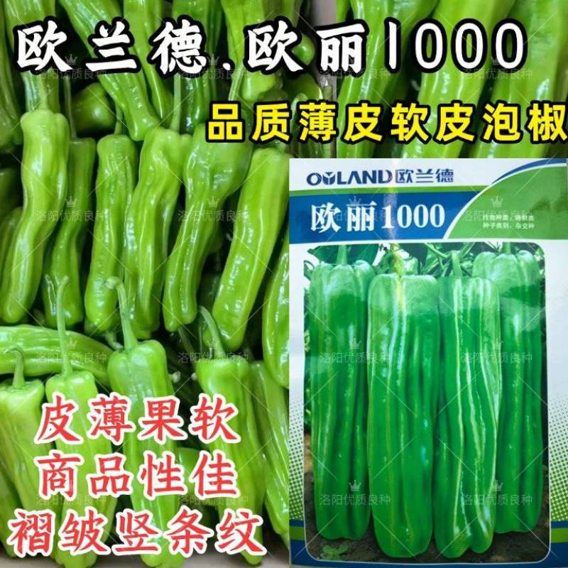 欧丽1000薄皮椒种子欧兰德竖条纹软皮泡椒苏椒酥椒微辣辣
