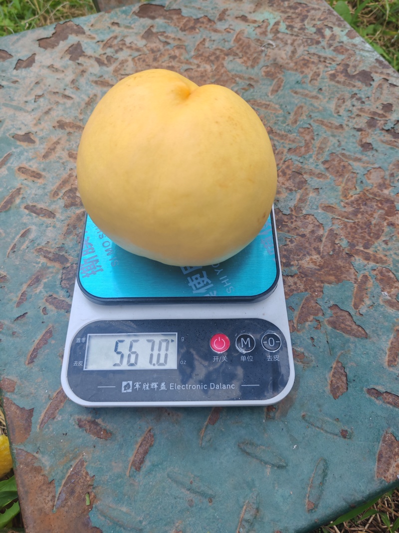 晚金黄油桃