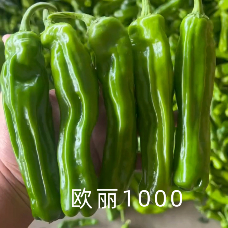 欧丽1000薄皮椒种子欧兰德竖条纹软皮泡椒苏椒酥椒微辣辣