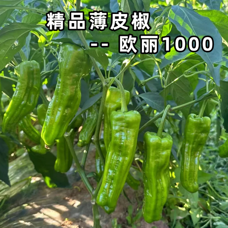 欧丽1000薄皮椒种子欧兰德竖条纹软皮泡椒苏椒酥椒微辣辣