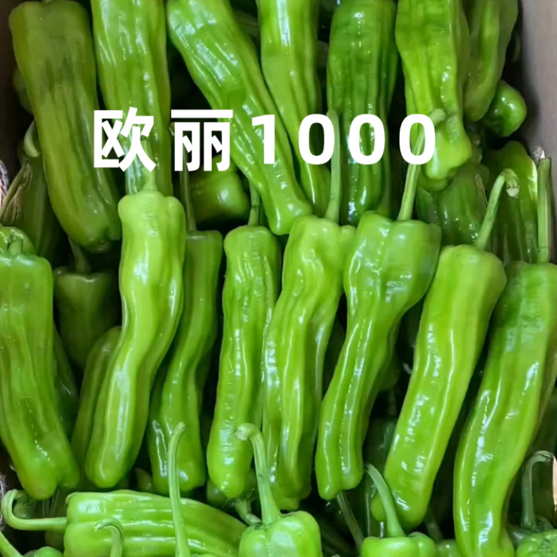 欧丽1000薄皮椒种子欧兰德竖条纹软皮泡椒苏椒酥椒微辣辣