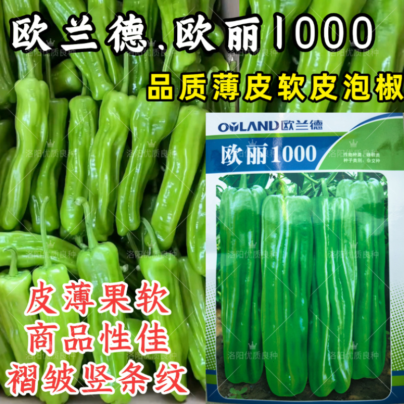 欧丽1000薄皮椒种子欧兰德竖条纹软皮泡椒苏椒酥椒微辣辣