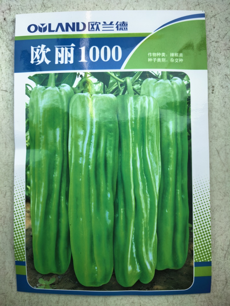 欧丽1000薄皮椒种子欧兰德竖条纹软皮泡椒苏椒酥椒微辣辣