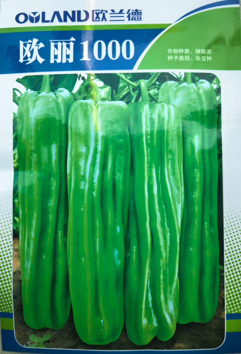 欧丽1000薄皮椒种子欧兰德竖条纹软皮泡椒苏椒酥椒微辣辣