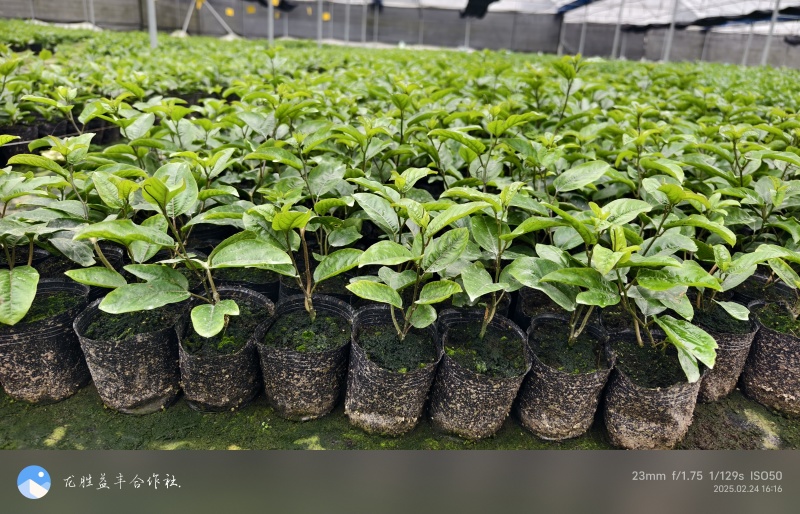 黄金百香果苗紫香百香果苗