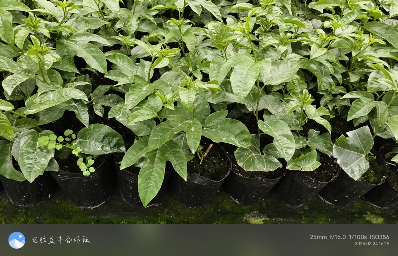 黄金百香果苗紫香百香果苗