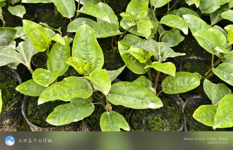 黄金百香果苗紫香百香果苗