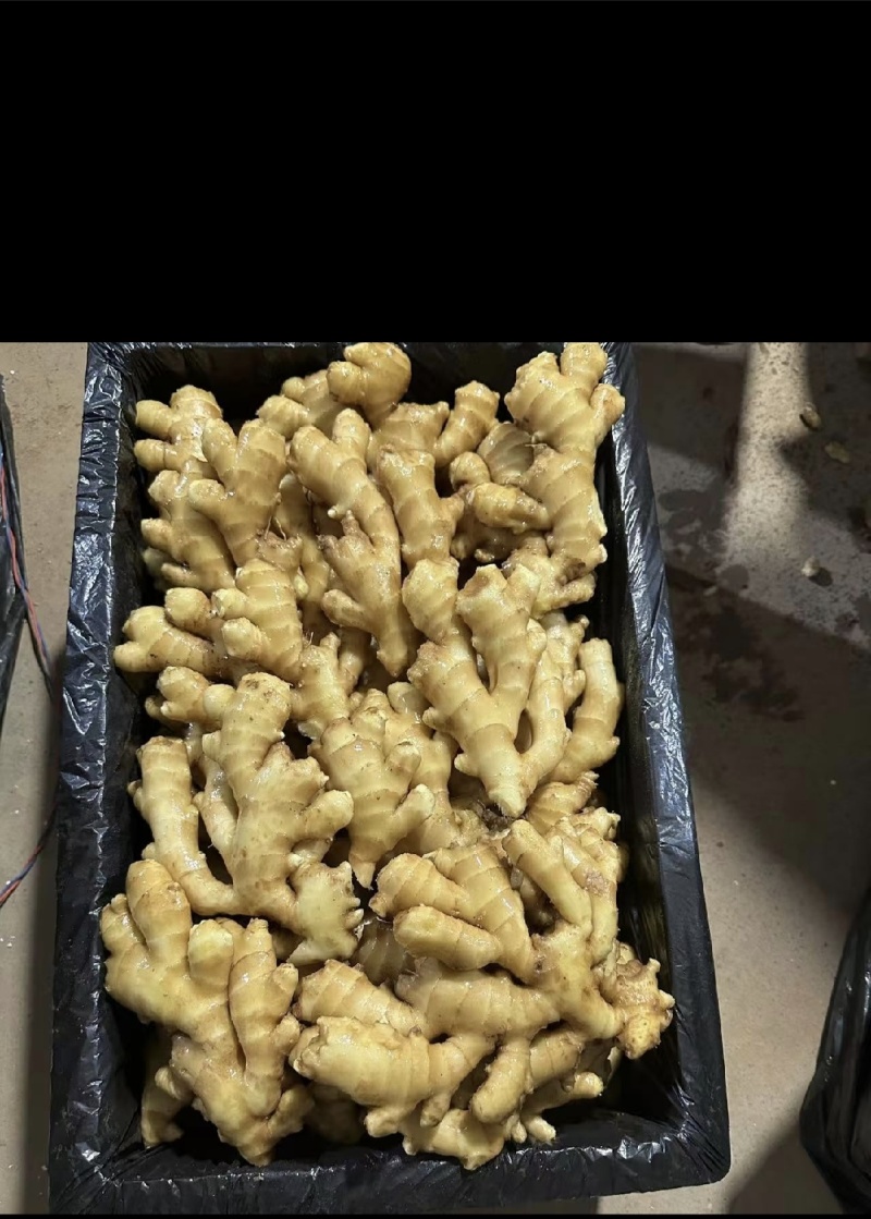 贵州安顺生姜，产地直发，价格优惠，货源充足，欢迎采购