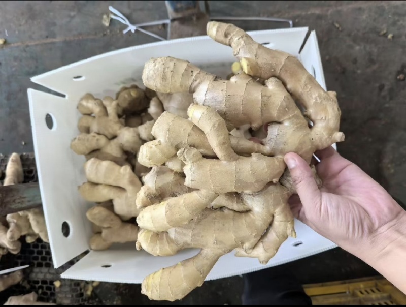 贵州安顺生姜，产地直发，价格优惠，货源充足，欢迎采购