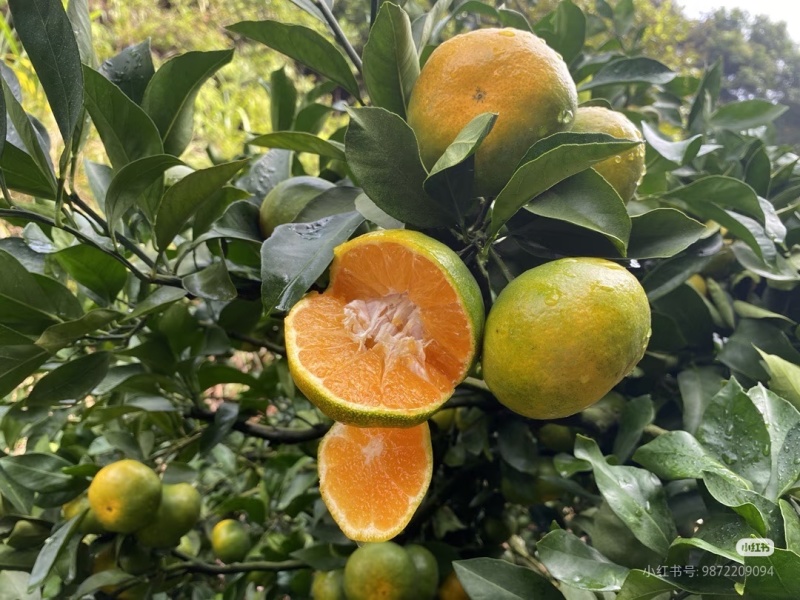 【推荐】蜜橘大量上市自产自销提供打蜡包装物流诚信服务