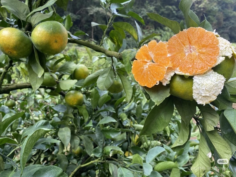 【推荐】蜜橘大量上市自产自销提供打蜡包装物流诚信服务