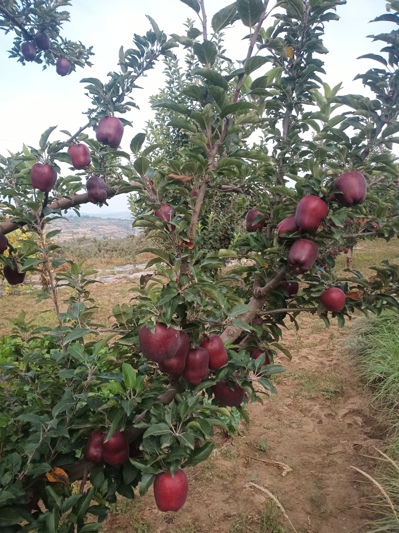 高原花牛苹果主产地冰雹果0.8-1.5有需要的老板