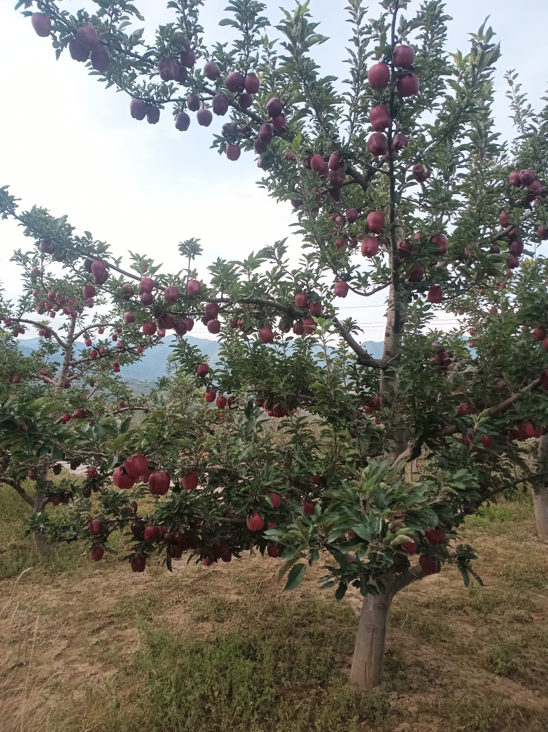 高原花牛苹果主产地冰雹果0.8-1.5有需要的老板