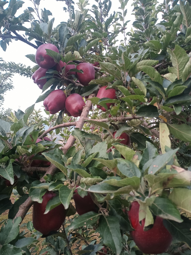 高原花牛苹果主产地冰雹果0.8-1.5有需要的老板