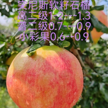 四川突尼斯软籽石榴，石榴中的爱马仕！有需要的可以说话了