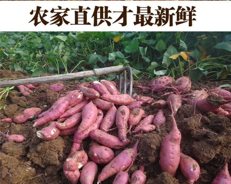 【量大优惠】四川红皮白心红薯、地瓜、番薯、红苕、