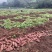 【量大优惠】四川红皮白心红薯、地瓜、番薯、红苕、