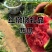 2k、小糖丸西瓜大量上市，可视频看货，口感甜脆