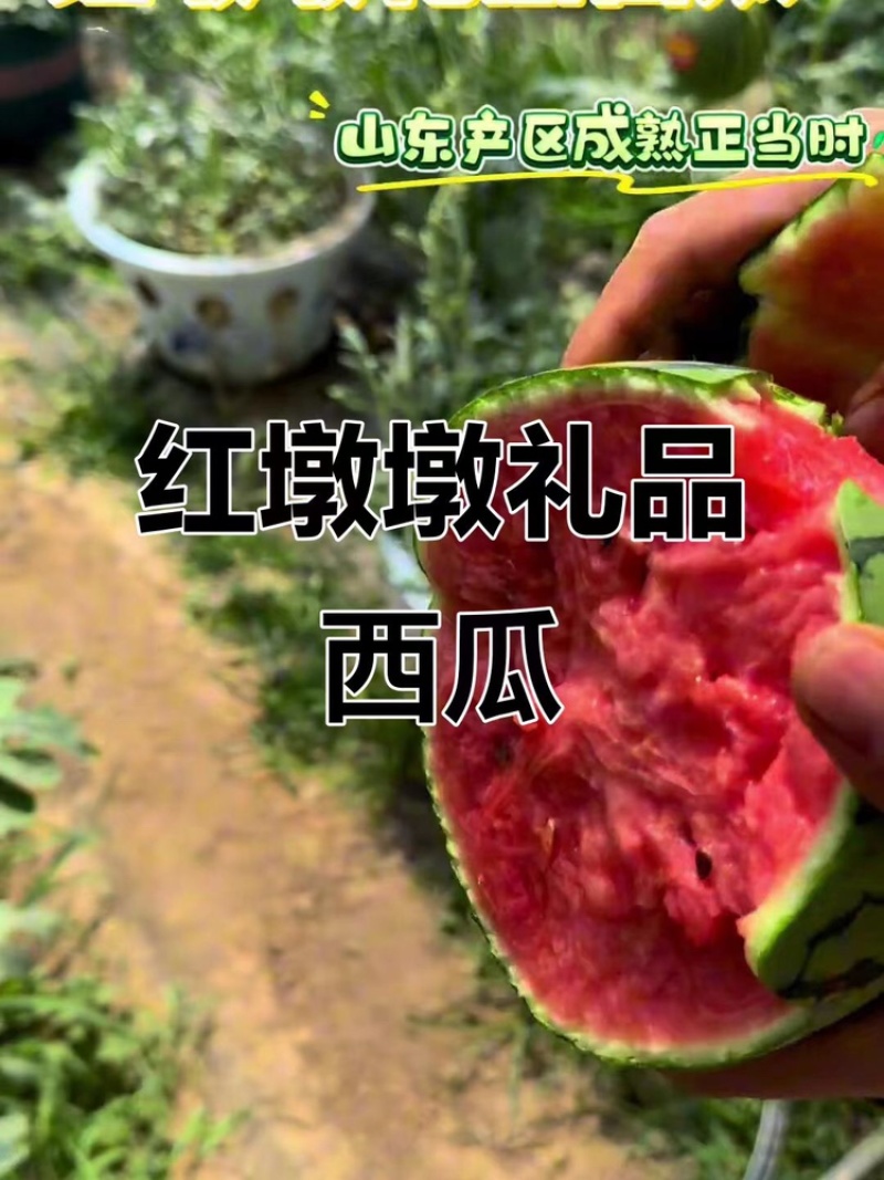 2k、小糖丸西瓜大量上市，可视频看货，口感甜脆