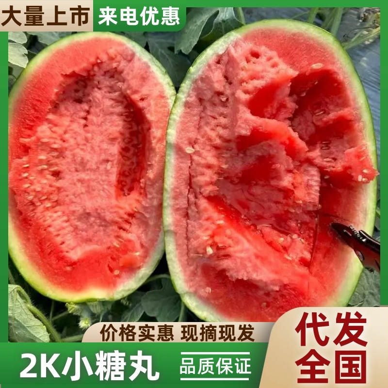 2k、小糖丸西瓜大量上市，可视频看货，口感甜脆