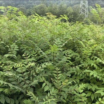恩施州鹤峰县黄柏苗基地直发诚信经营。欢迎采购
