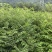 恩施州鹤峰县黄柏苗基地直发诚信经营。欢迎采购