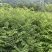 恩施州鹤峰县黄柏苗基地直发诚信经营。欢迎采购